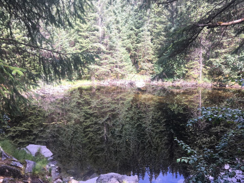 Reflection of trees in a pond.