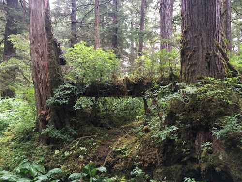 Nurse log between two trees.