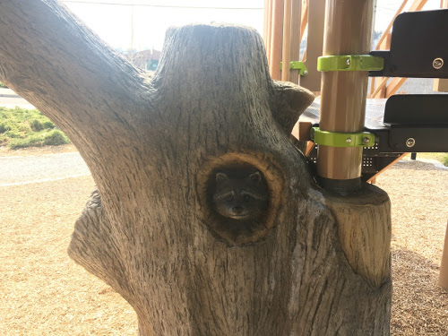 Raccoon peaking from tree trunk.