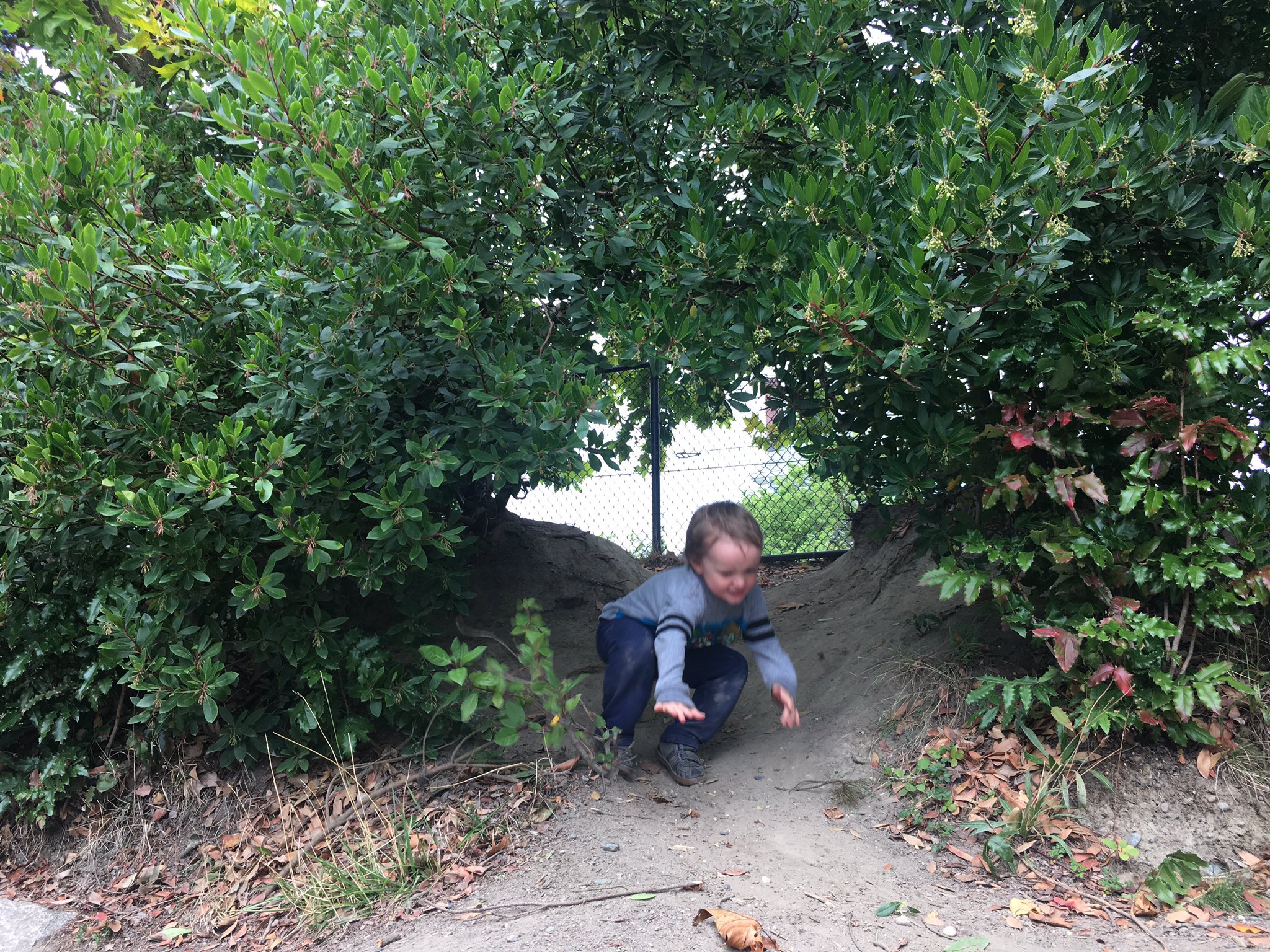 A green hedge with a small arched hole in the middle. Julian is crouched and is sliding down the dirt path that goes under the hedge.