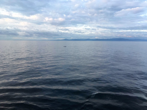 Tiny whale fin in a large swath of water.