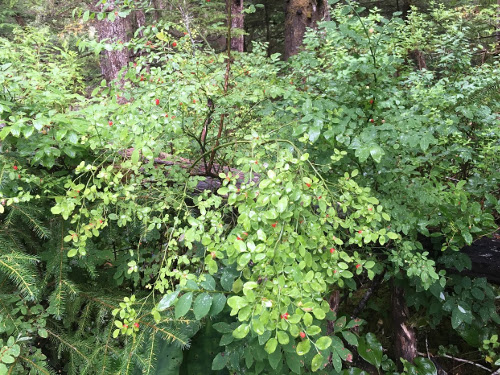 Huckleberry bushes.