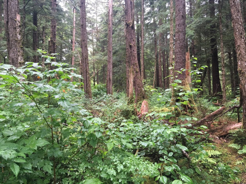 Salmon berry bushes.