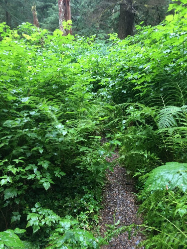 Trail disappears into Salmon Berry Bushes.