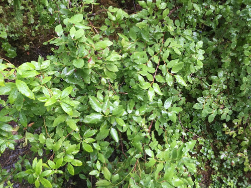 Blueberry bushes