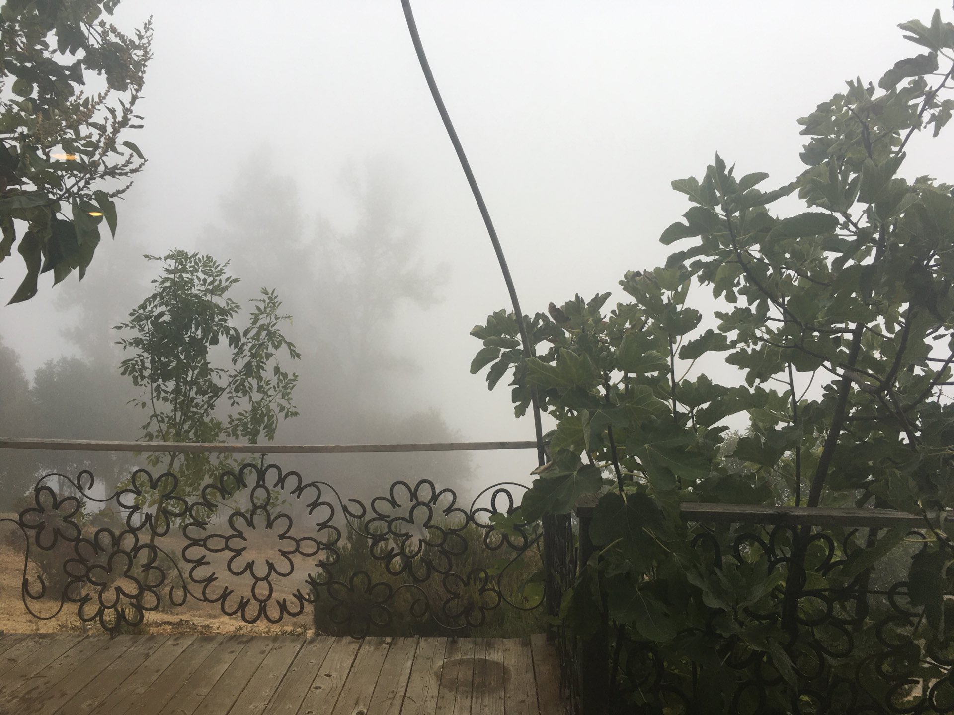 View of a deck with some green bushes visible but most things past the deck are obscured by the thick white fog.