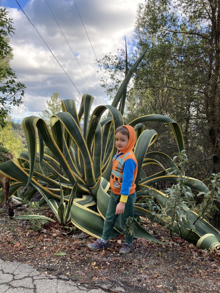 Julian, at around age 5, standing in front of an agave-like green plant which is taller than him. The leaves are thick and massive and look a bit like a green octopus.