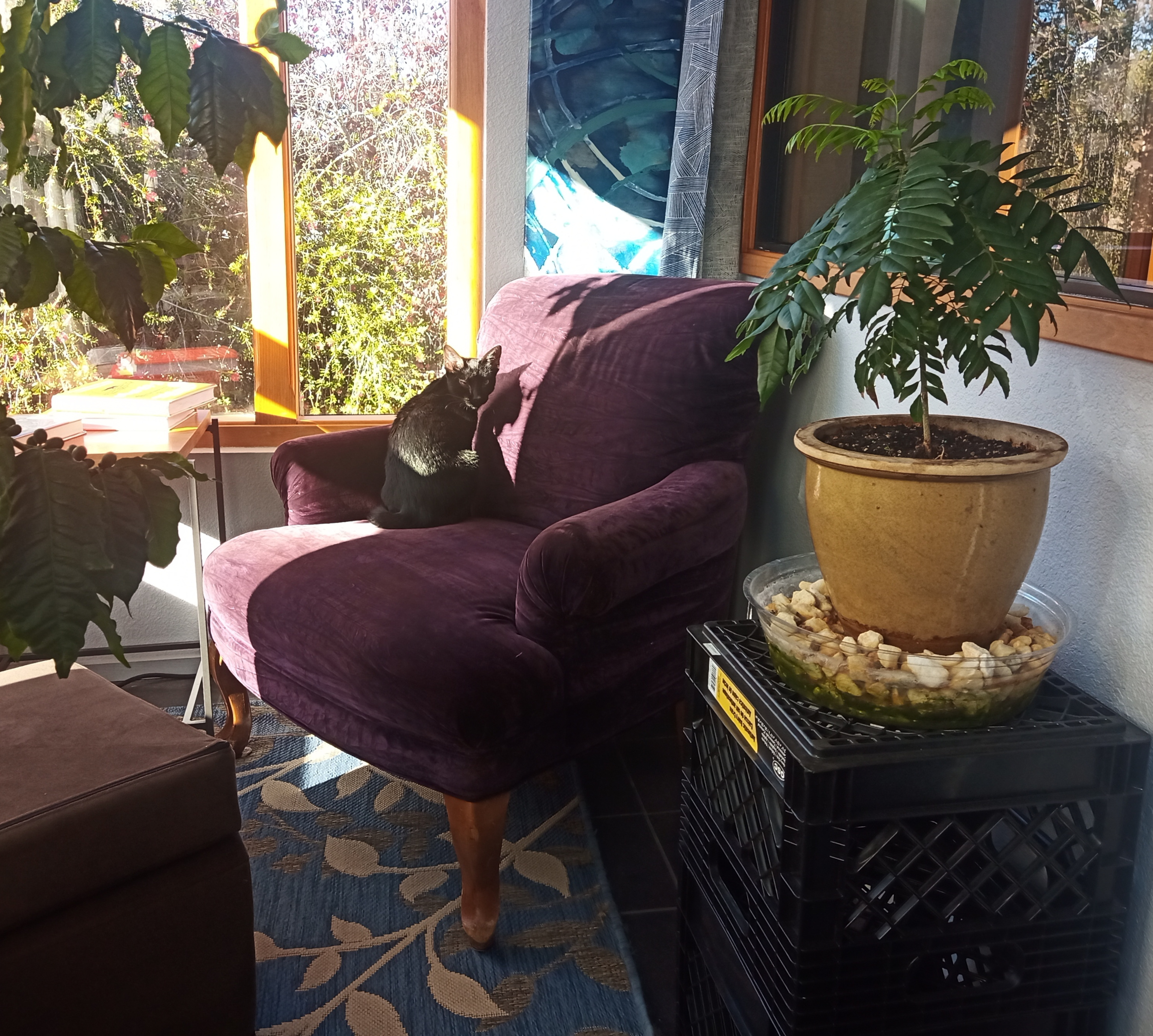 Black cat sitting in sunlight on purple armchair.