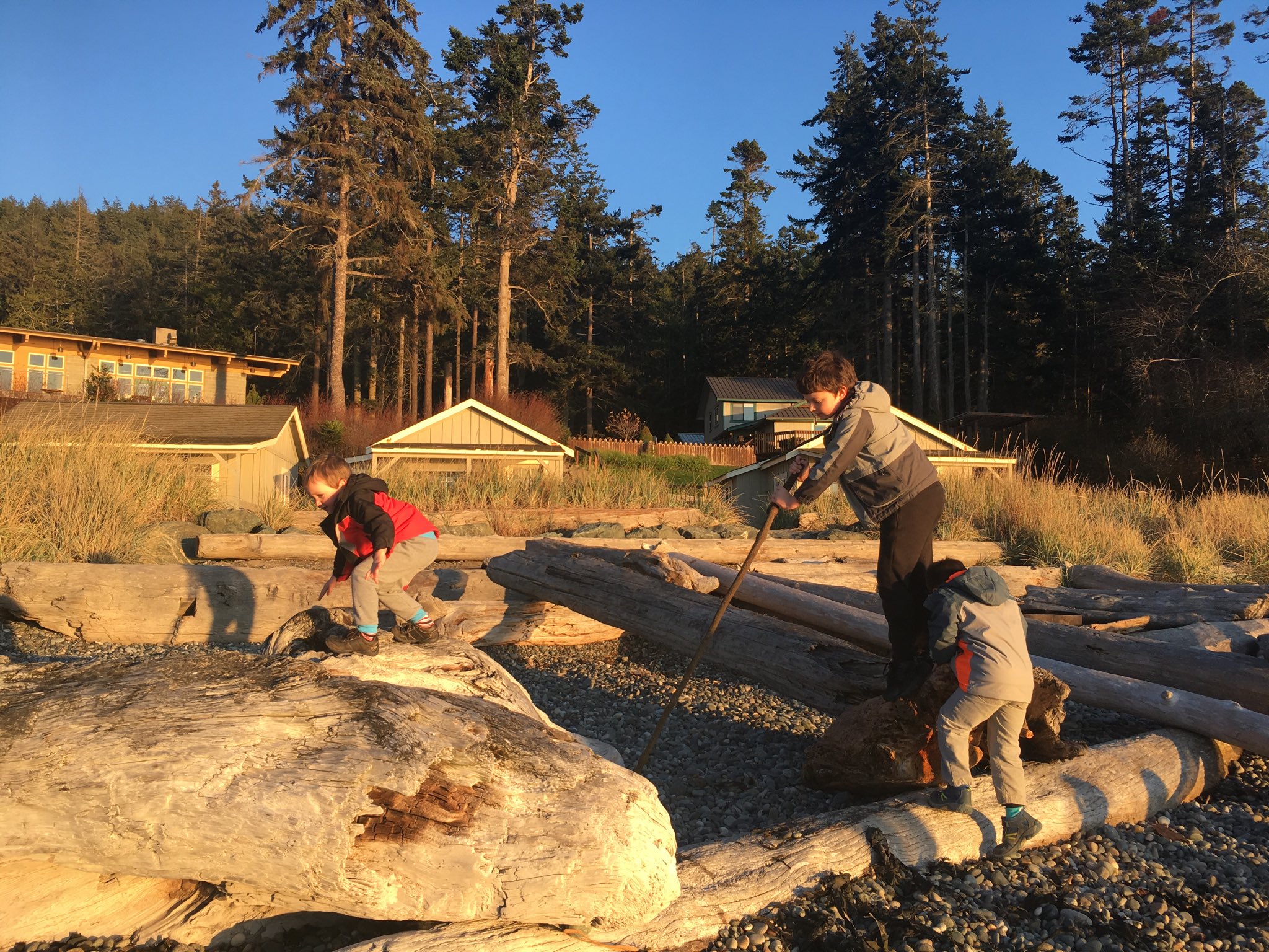 A rocky beach with very large  driftwood. Two kids are balancing on the logs.