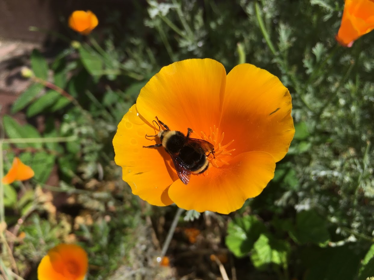 Orange california poppy with bumble bee.