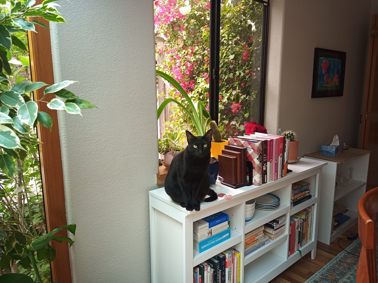 Rio, our black cat, sitting on top of a white bookcase filled with cookbooks and surrounded by plants.