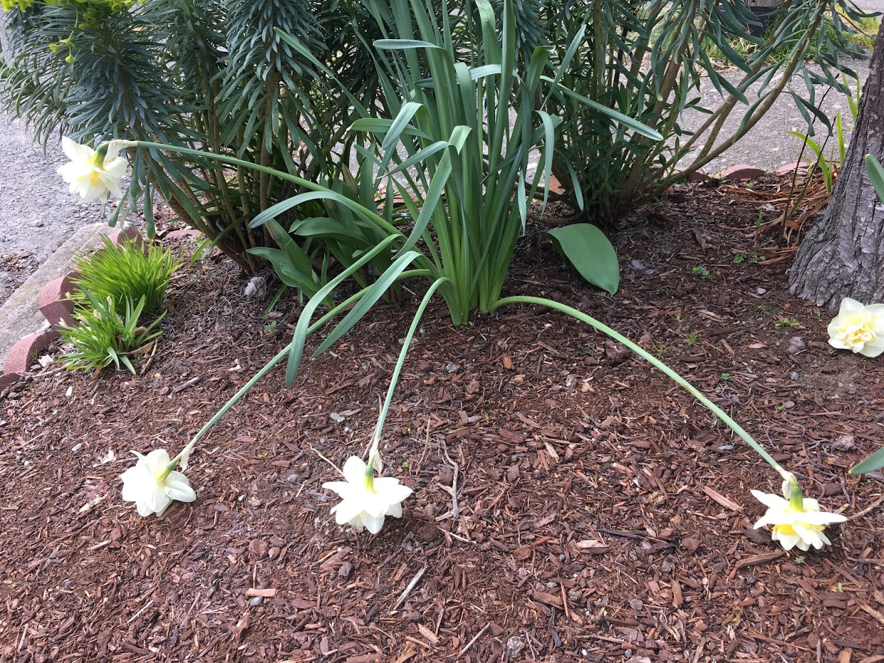 White daffodils laying on ground due to stems being unable to support them.