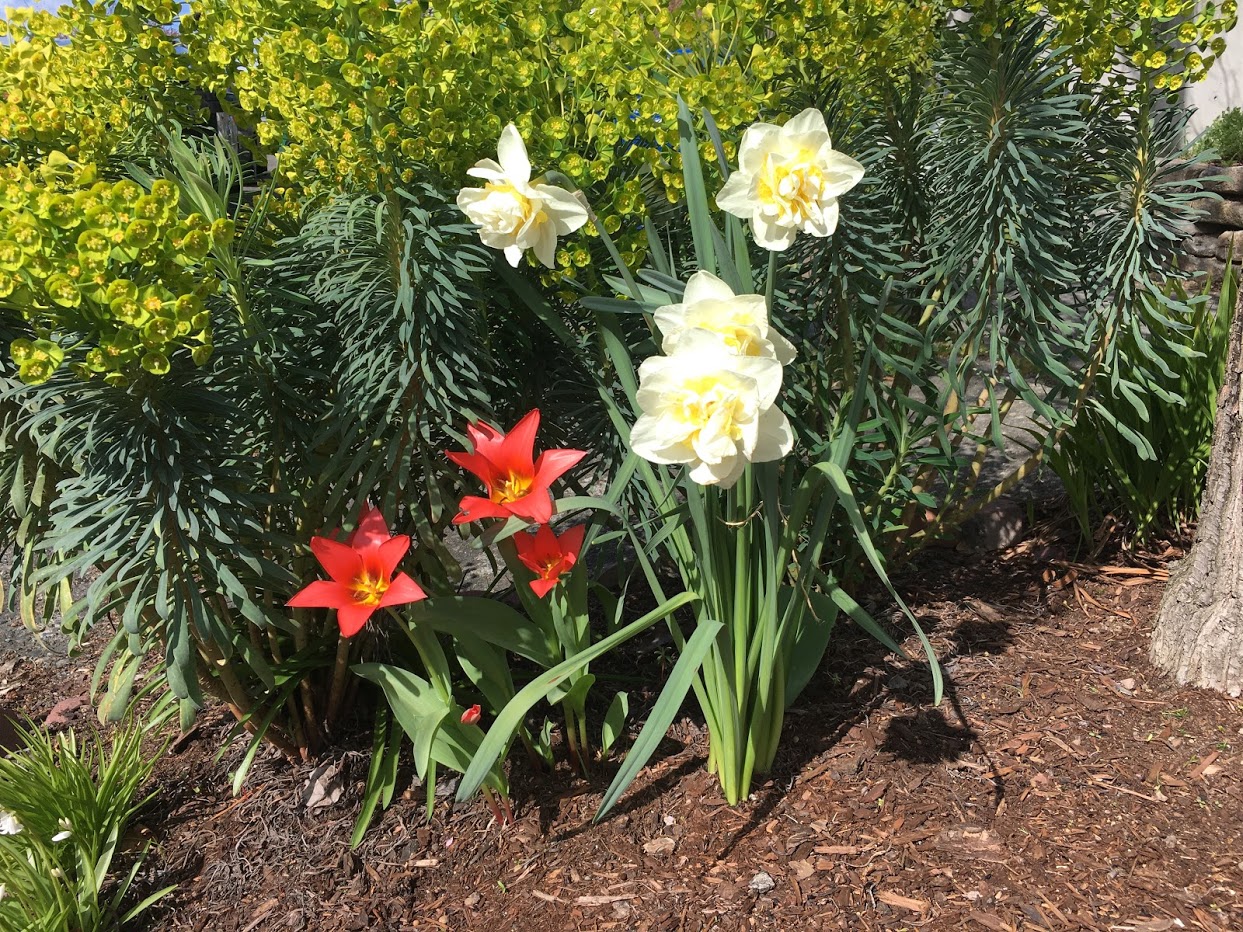 Yard picture: white daffodils and red spiky tulips.
