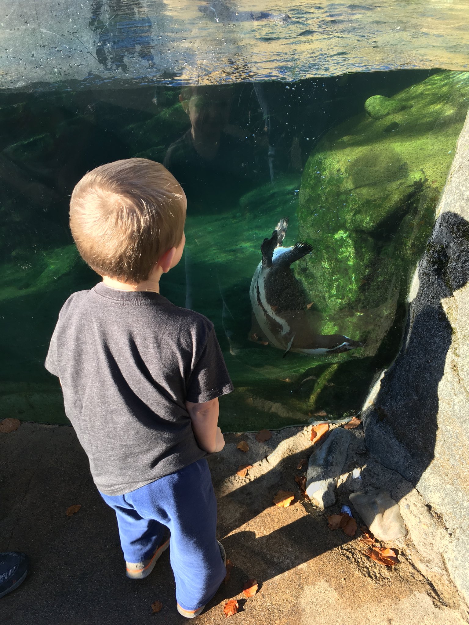 Julian, with his back to us, stands in front of a wall of glass with greenish water on the other side and a penguin frolicking.