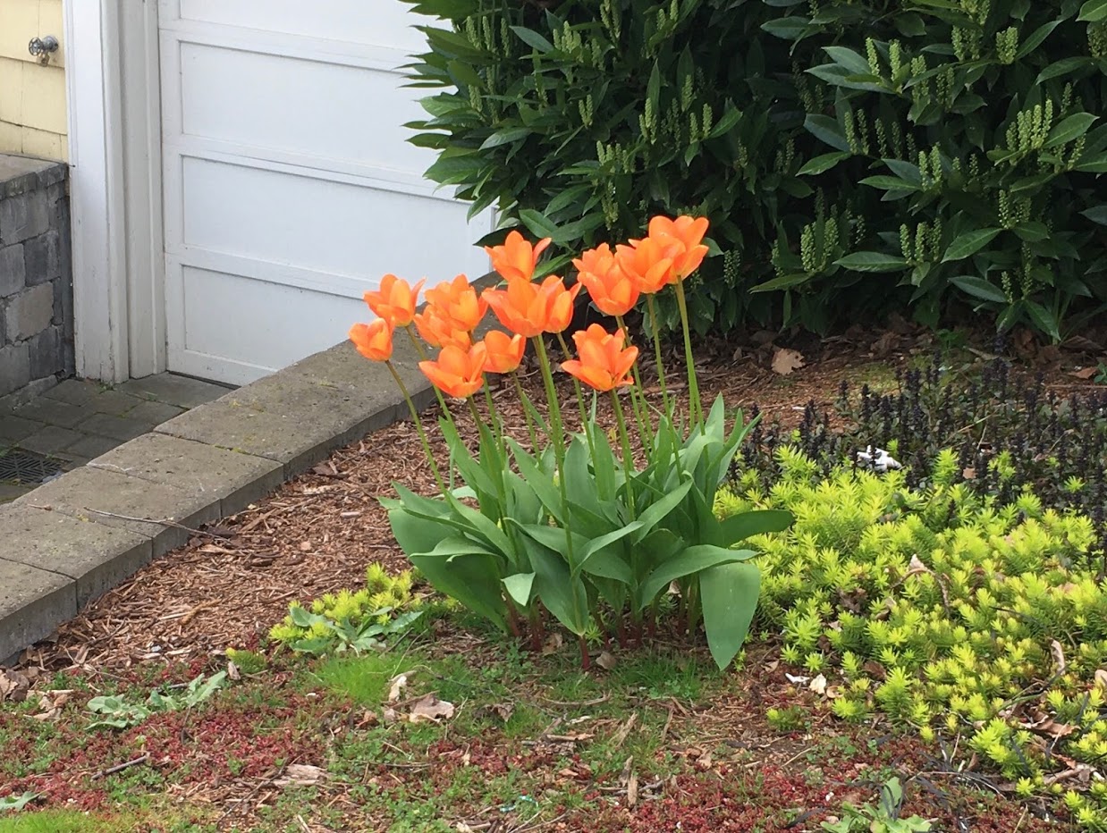 Yard picture: orange tulips.