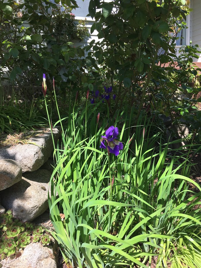 Yard picture: purple iris, a smaller variety.