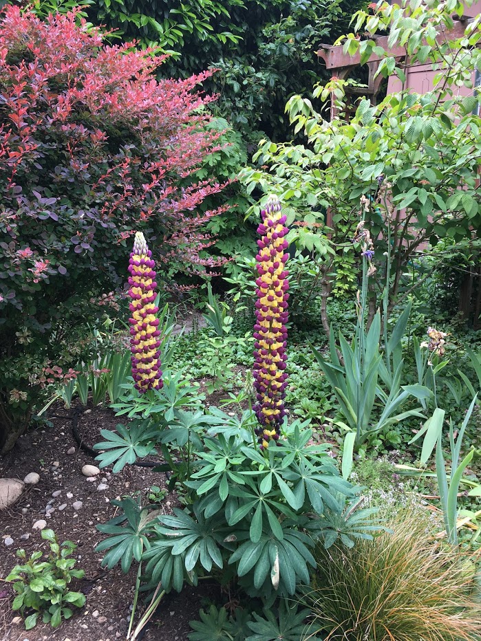 Yard picture: columnar yellow and purple flowers on a stalk.