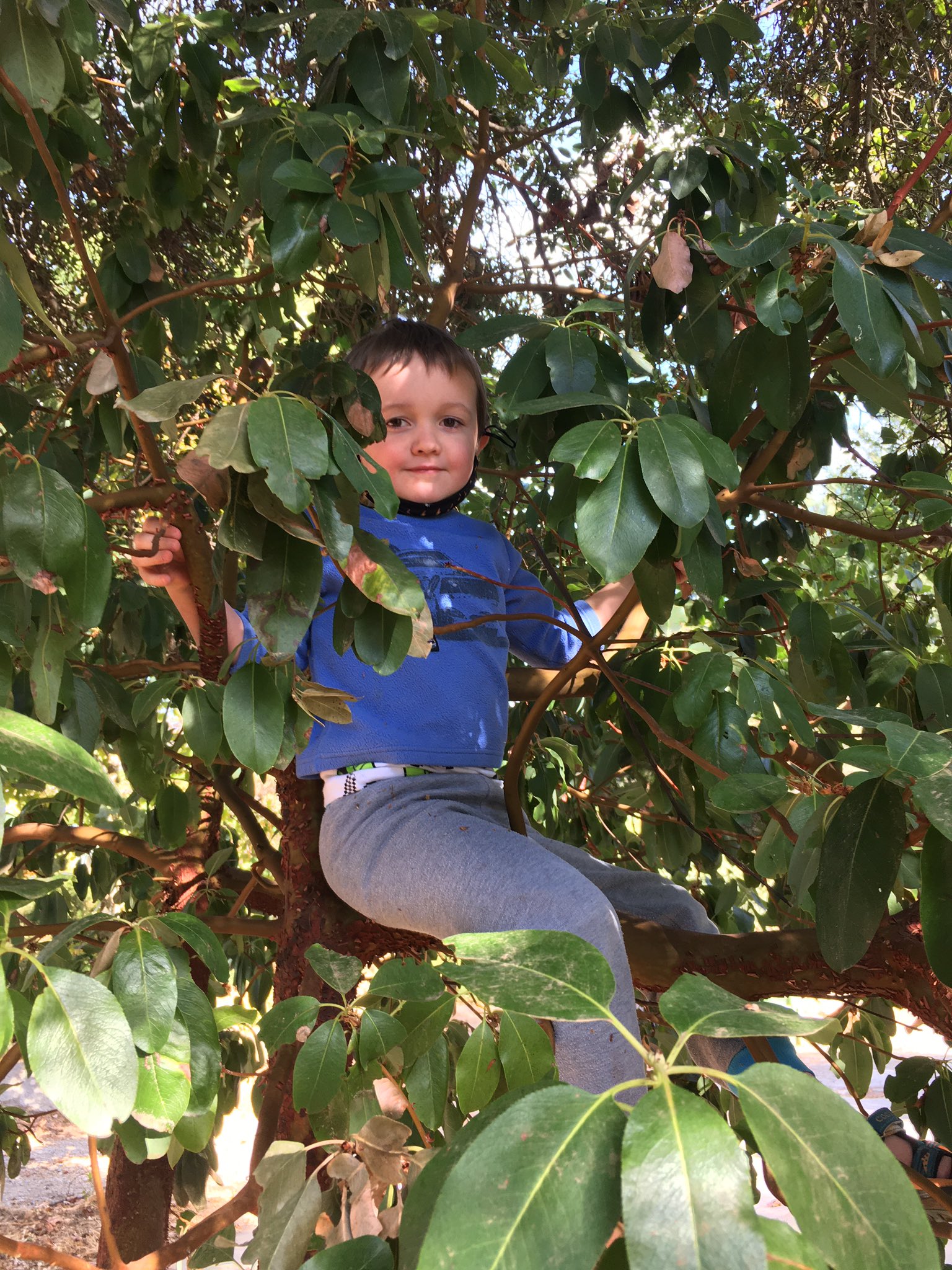 Julian sits in a leafy green tree partially obscured by the leaves.